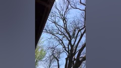 Tweaker in a tree