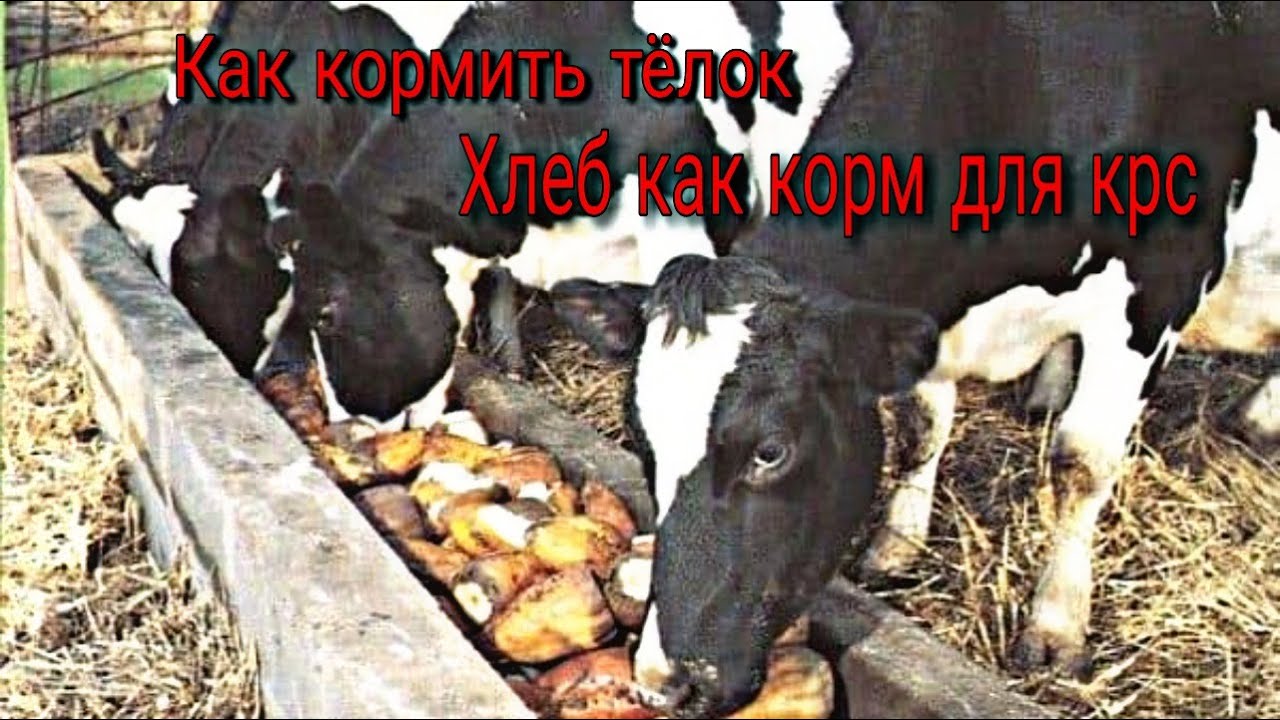 Дать воду телят