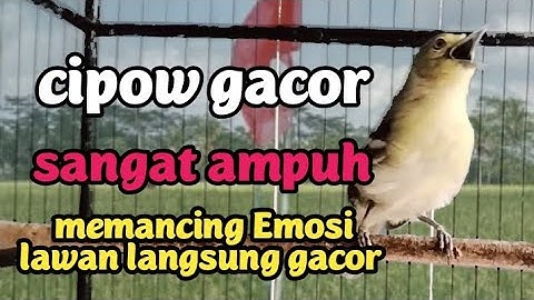 cipow/sirpu gacor memanggil lawan SANGAT AMPUH untuk memancing Emosi semua jenis sirtu jadi gacor