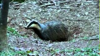 Badgers Spring 2009 on Vimeo