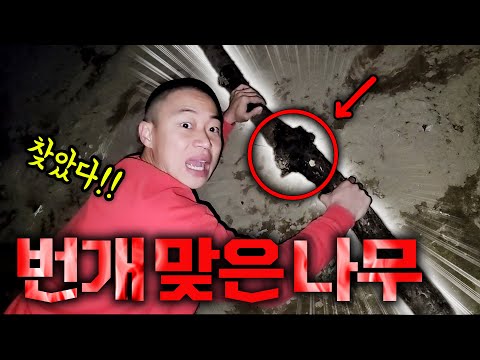 [윽박] 동네에서 <strong>벼락</strong> 맞은 나무를 찾았다!! 과연 얼마일까?ㄷㄷ