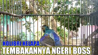 Tembakan rapat | Kolibri kelapa | manggar | wiceh | suara pancingan | masteran untuk burung bahan