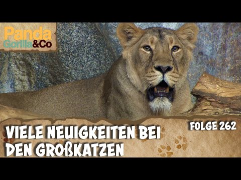 Video: So pflegen Sie Ihre chilenische Rosenvogelspinne