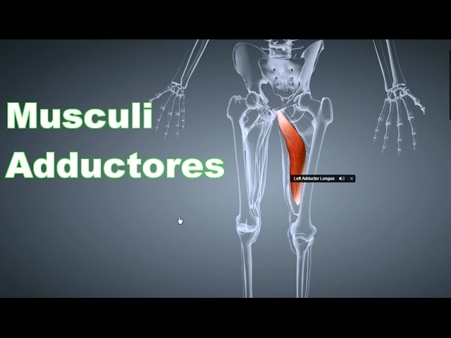 M. Adductores Adduktorengruppe: Ansatz, Ursprung, Funktion, Dehnungsübung, B-Lizenz Prüfung