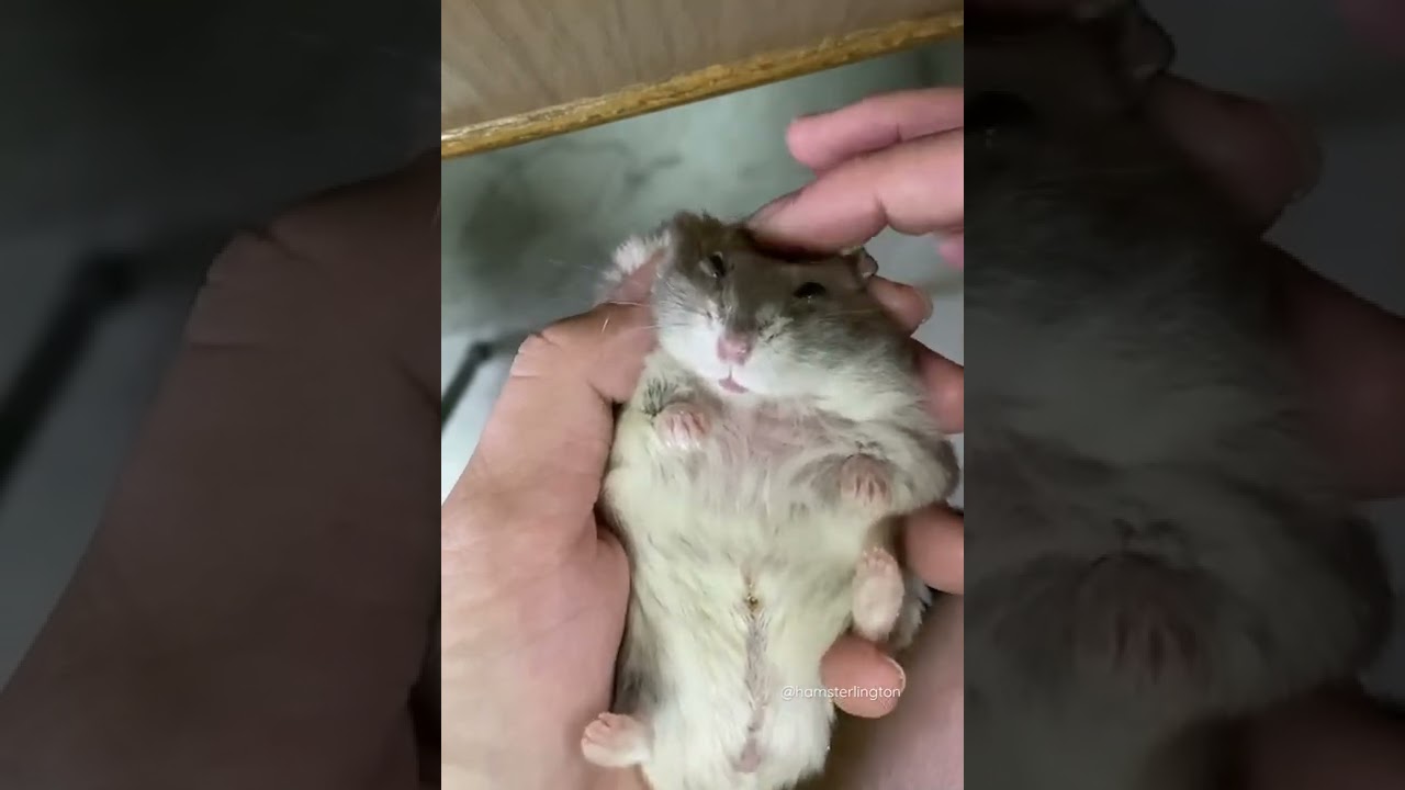 cute dwarf hamster relaxing head massage