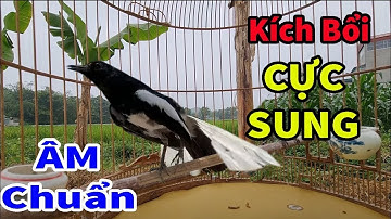 Choè than hót đấu giọng rừng CỰC SUNG Chòe Than Hót Giọng Rừng Kích Trống Căng Lửa hót | choe than