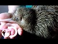 Saving Baby Kiwis From Extinction | Modern Dinosaurs