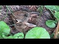 Five Baby Rabbits Leave Their Nest -  A Mini Documentary