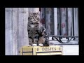Chatte et Postes