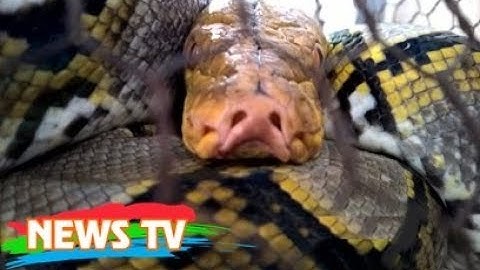 Loài rắn khổng lồ có tên "Nưa 9 lỗ mũi" với độc tố nguy hiểm