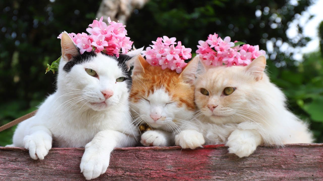 のせ猫 谷空木の花 220621 - YouTube