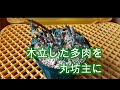 【多肉備忘録】＃0014　木立多肉を坊主にしてみた　2020.9.12