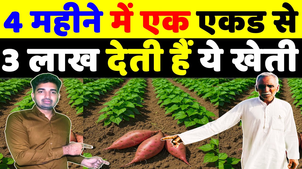 शकरकंद की खेती में मोटी कमाई Shakerkand Ki Kheti। Sweet Potato Farming