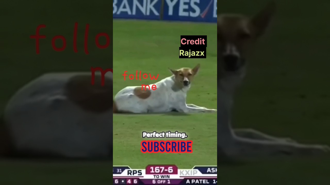 "Unbelievable! 🐶 Dog Interrupts Cricket Match & Steals the Spotlight! 🏏😂"