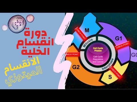 فيديو: كيف يتغير محتوى الحمض النووي أثناء دورة الخلية والانقسام؟