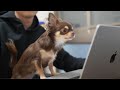 【在宅勤務】愛犬が会社の朝礼に飛び入り参加して大変なことになりましたwwww
