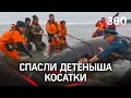 Детеныша косатки чудом спасли в Магадане