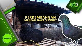 PERKEMBANGAN MERPATI JAWA SUNGUT