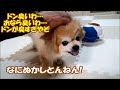 なにぬかしとんねん!どん臭いわ、オナラ臭いわ、ドンが臭すぎってか!