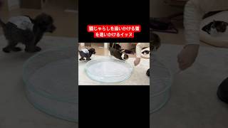 猫じゃらしを追いかける猫をを追いかける犬 #ぽこ太郎 #保護犬