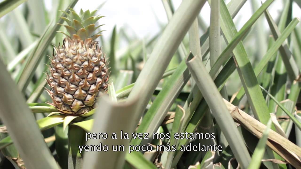 Buenas Prácticas en el cultivo de la piña de Costa Rica subtitulado en ...