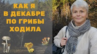 Тихая Охота 2019. Поход в Лес за Грибами в Декабре. Отличный Улов: Белые Грибы, Опята, Трюфели.