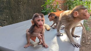THIS IS WHAT HAPPENS WHEN A BABY MONKEY ENTERS THE ADOLESCENT STAGE