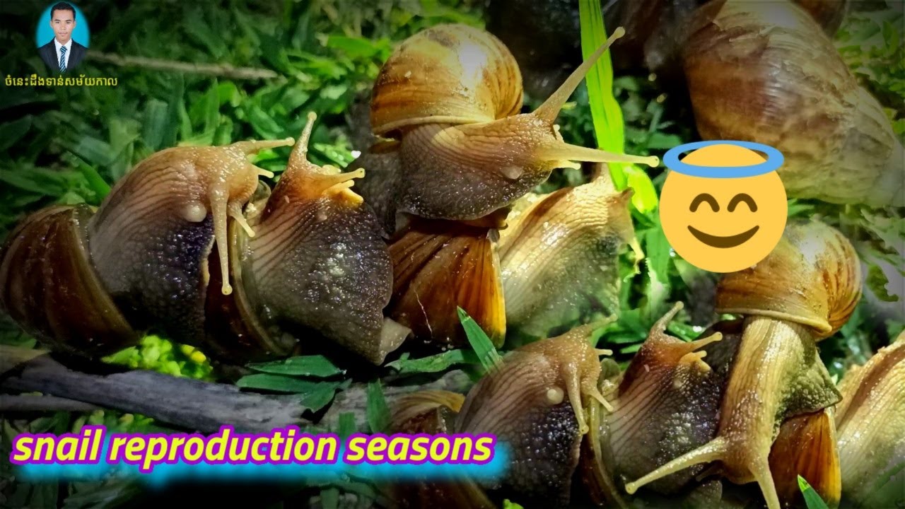 Snail reproduction season ចំនេះដឹងទាន់សម័យកាល YouTube