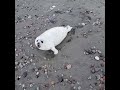 Baby seal dont want people too close for comfort