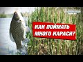 Как поймать много карася? Классический фидер vs. флэт метод