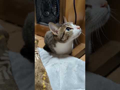 上を見る猫