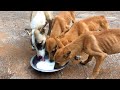 Homeless mother dog and her 4 puppies looking for nutrition food - Dogoftheday