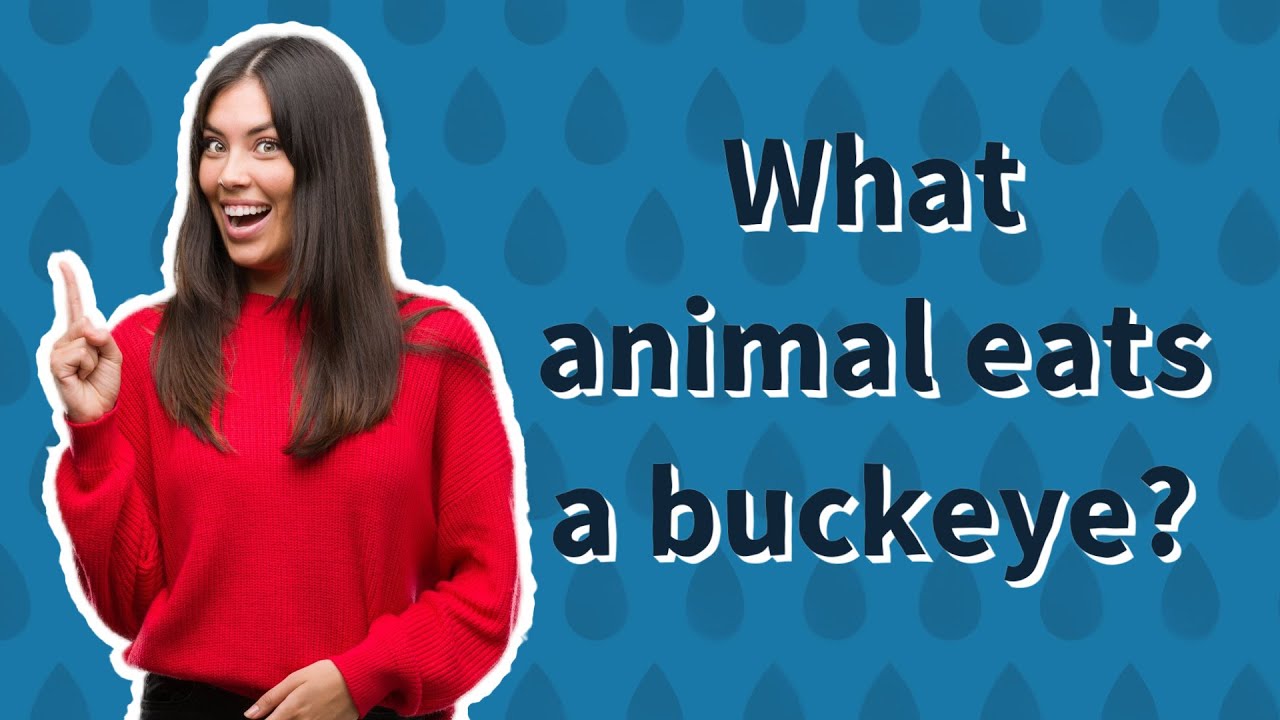 What animal eats a buckeye? YouTube