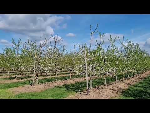 Video: Sevgili Kiraz Nedir – Sevgiliye Kiraz Ağacı Yetiştirmek İçin İpuçları