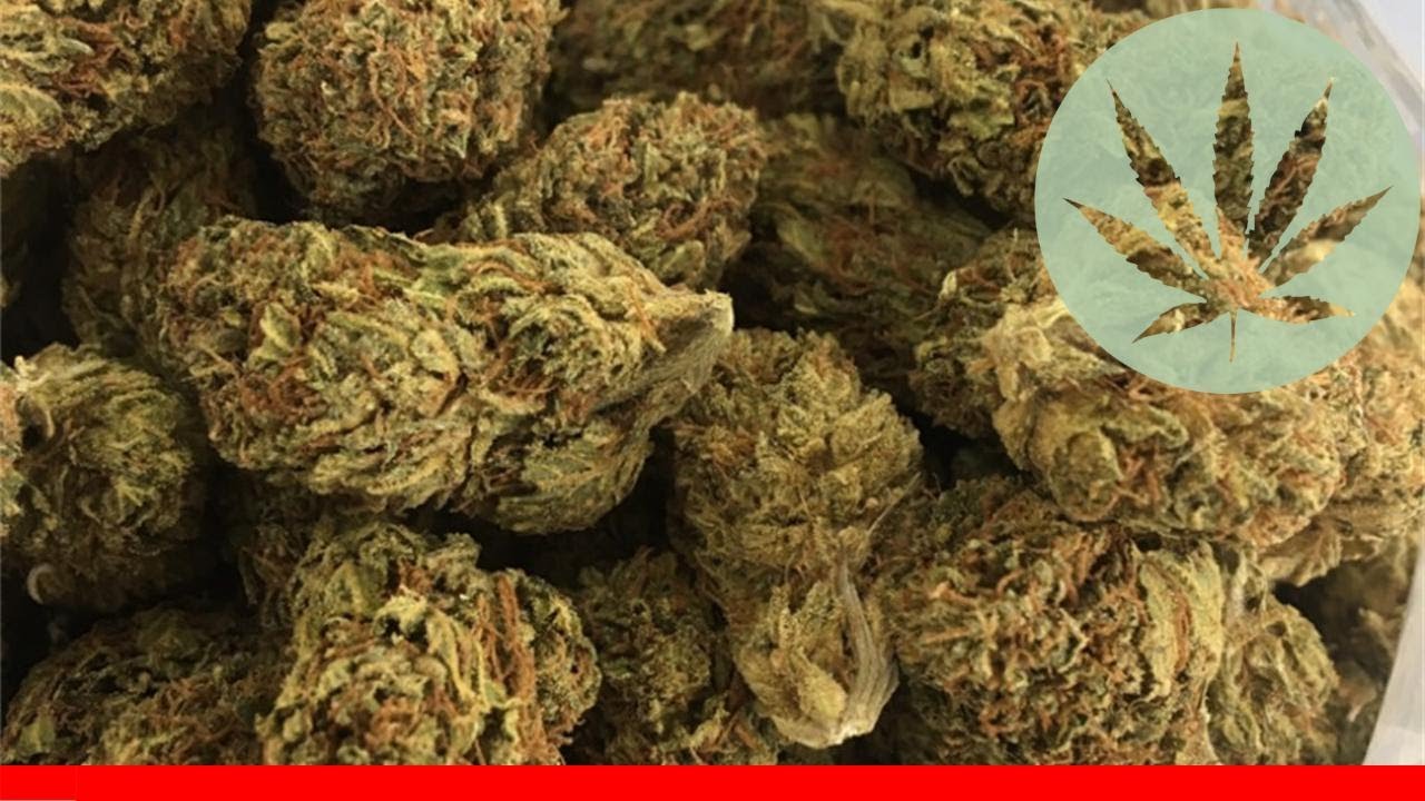 Dutch Dragon - All About This Strain