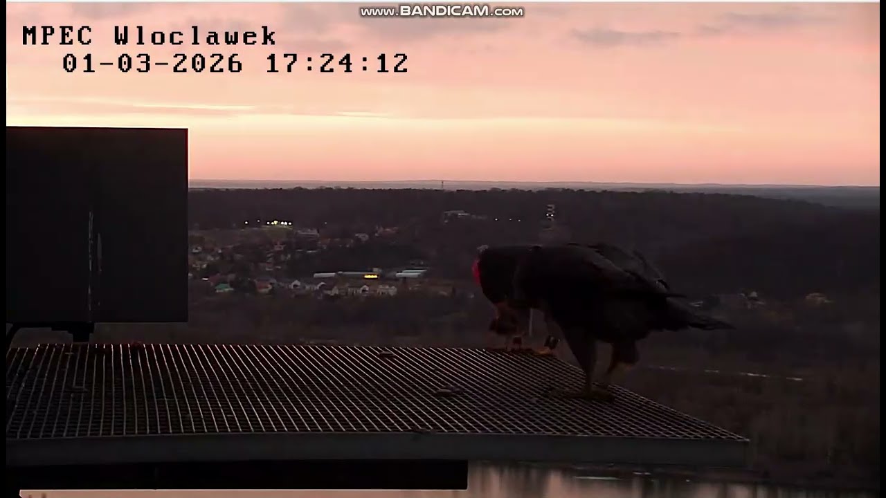 MPEC Włocławek PL - Szkwał with prey eats while waiting Zazamka took and flew away- 2026 03 01 17 22