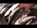                snakehead fish farming