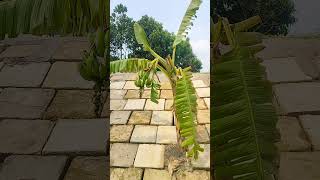 CC block Installation and One Banana Tree with banana fruits #shorts