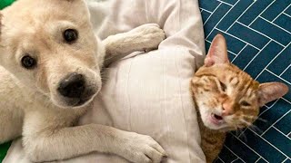 When Animals Go Wild: Funny & Crazy Moments Caught On Camera by Pets House 46,580 views 1 year ago 8 minutes, 10 seconds