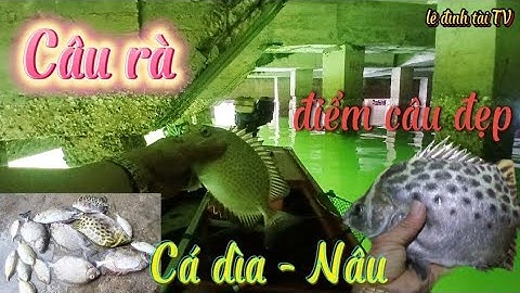 Tranh thủ nước chảy nhẹ câu cá dìa - cá nâu bằng mồi rong cực nhạy ! câu cá giải trí ! tài fishing !