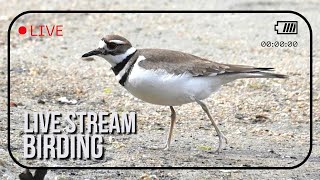 LIVE: Low Tide Shorebird Scouting | 1200mm Mobile Birding Setup
