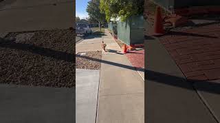 Cavapoo puppy (Lincoln) learns to fetch now out of the yard