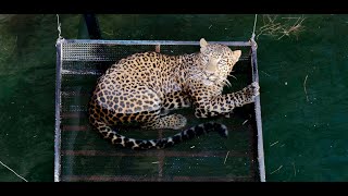 Drowning Leopard Rescued From 50-Ft Deep Well