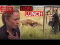 Male Lion Goes After TV Film Crew 60 Minutes Australia 