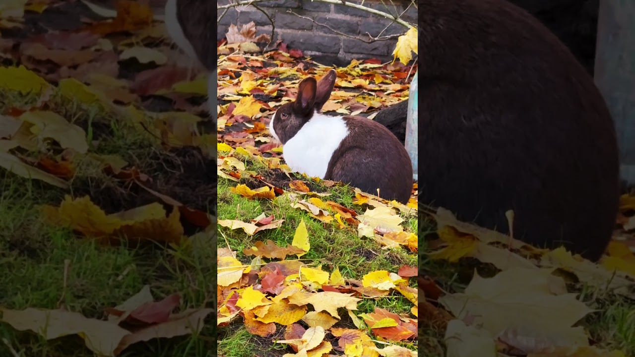 Autumn, bunny.Осень, кролик.Herbst, Häschen. 