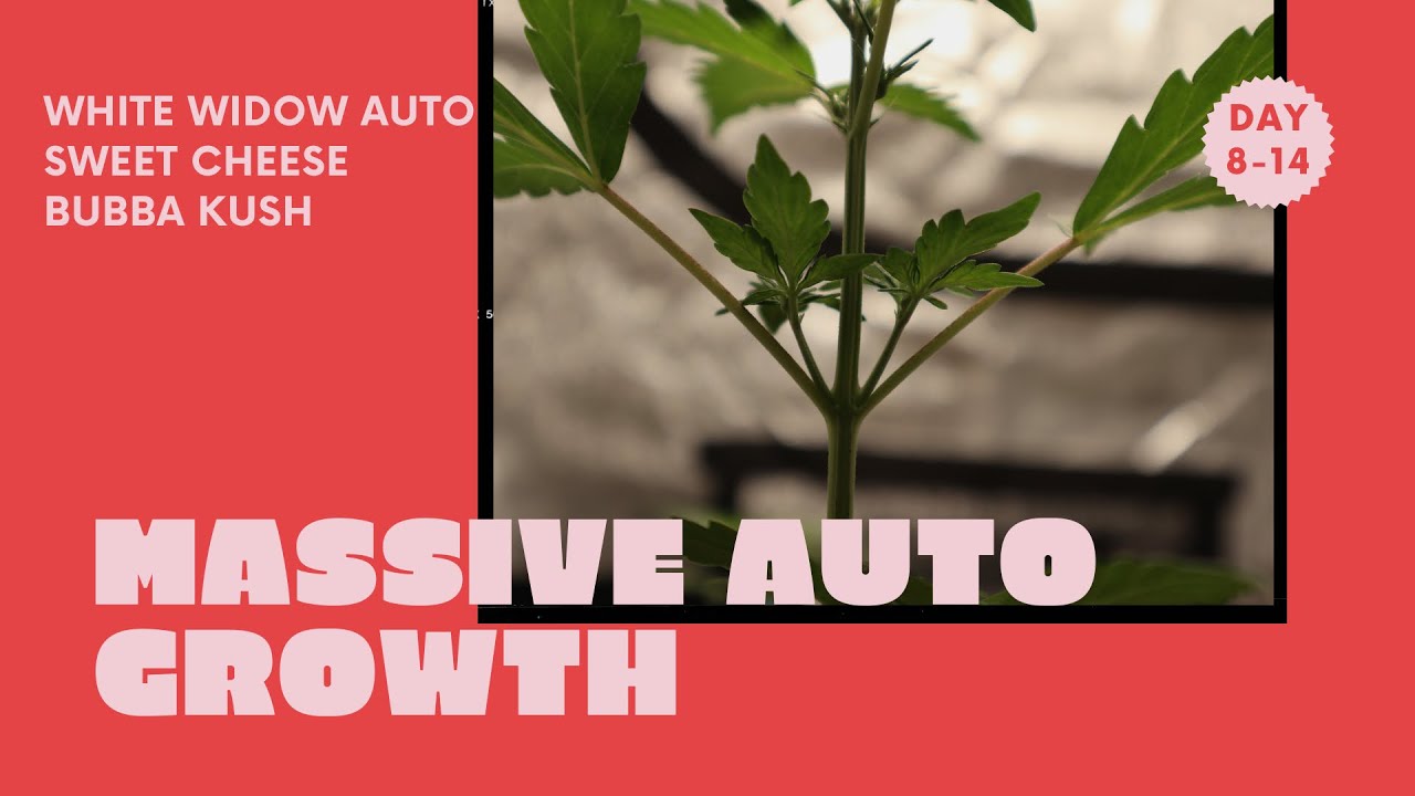 White Widow Auto Growth | Week 2 Update
