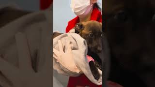 La voluntad de un cachorro de vivir: La conmovedora historia de Eros a los 3 meses