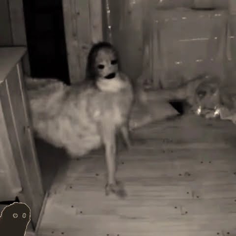 .... ø·ø ̈ùšù„ø© ... ø£øoù†ùšø© ù„ù„ø£ø·ù ø§ù„ ... ù„ùšø ̈ùšø§ шрек