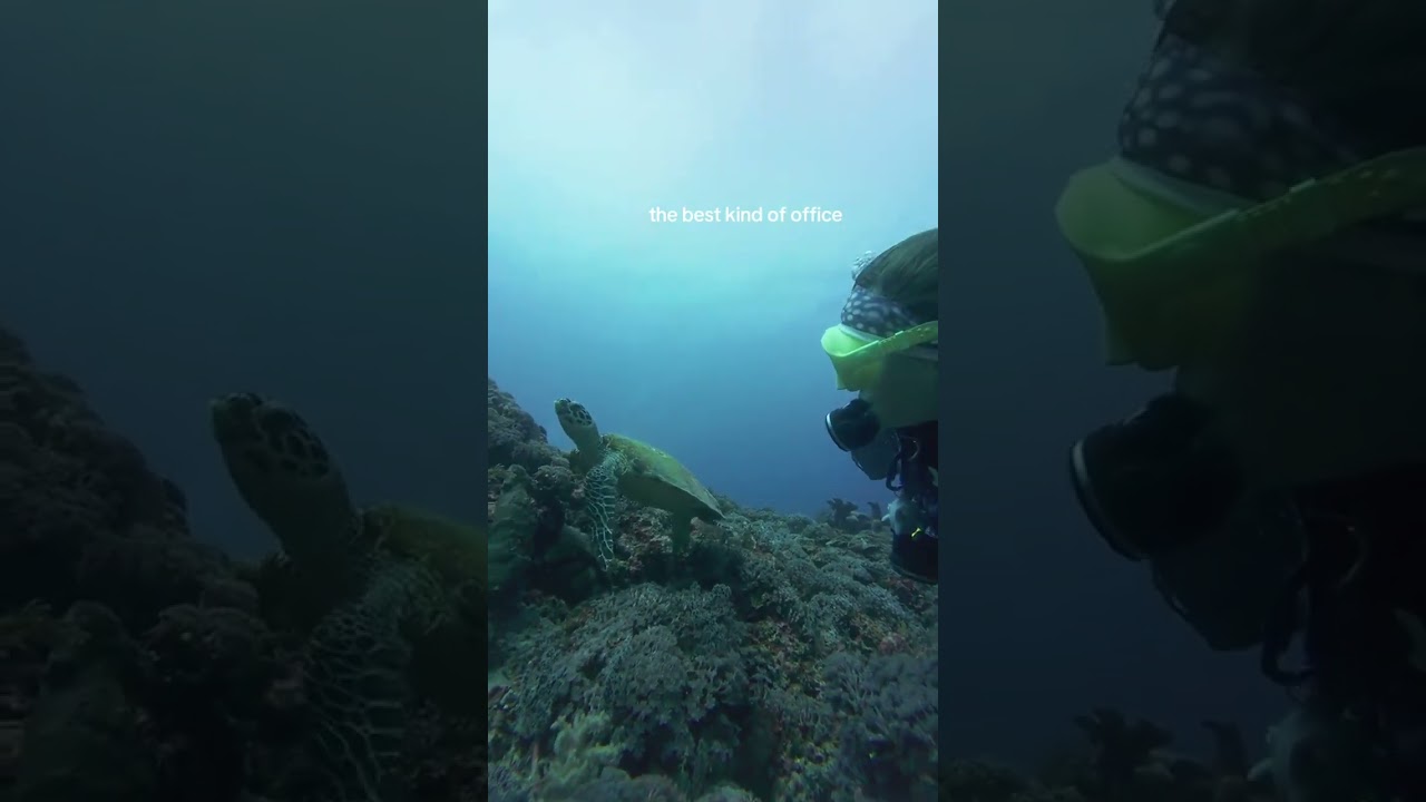 turtles for co workers?? yes please 🐢 