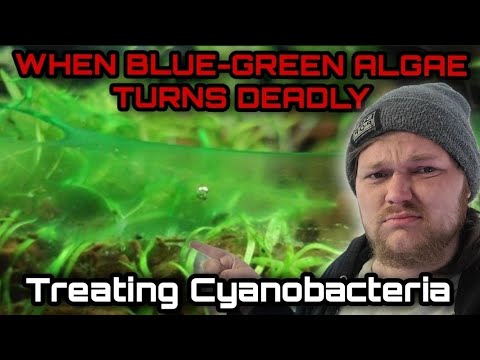 Diagnosing, Treating & Curing Blue Green Algae in Freshwater Aquariums. The Danger of Cyanobacteria
